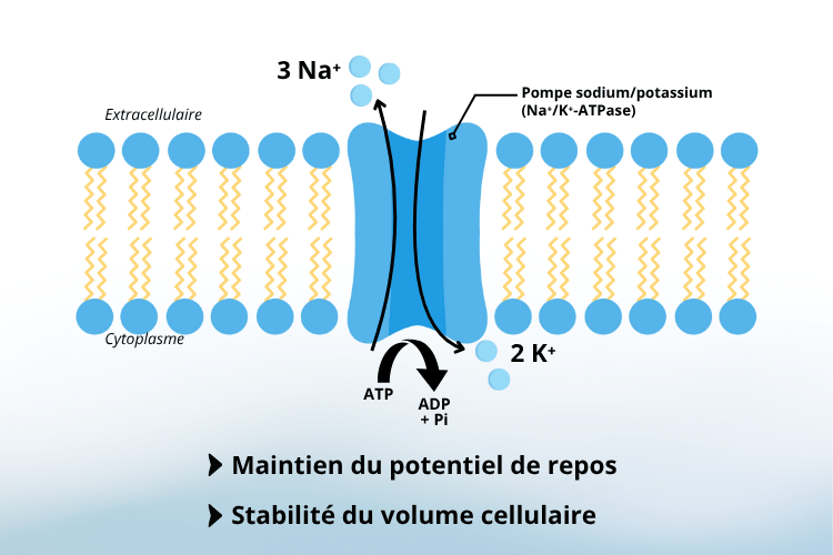 Bienfaits du citrate de potassium sur l'Équilibre hydrique et soutien cardiovasculaire